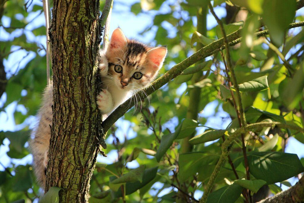cat, kitten, pet, tree, curious, tabby, feline, animal, nature, domestic, domestic cat, cat portrait, curious cat, mammal
