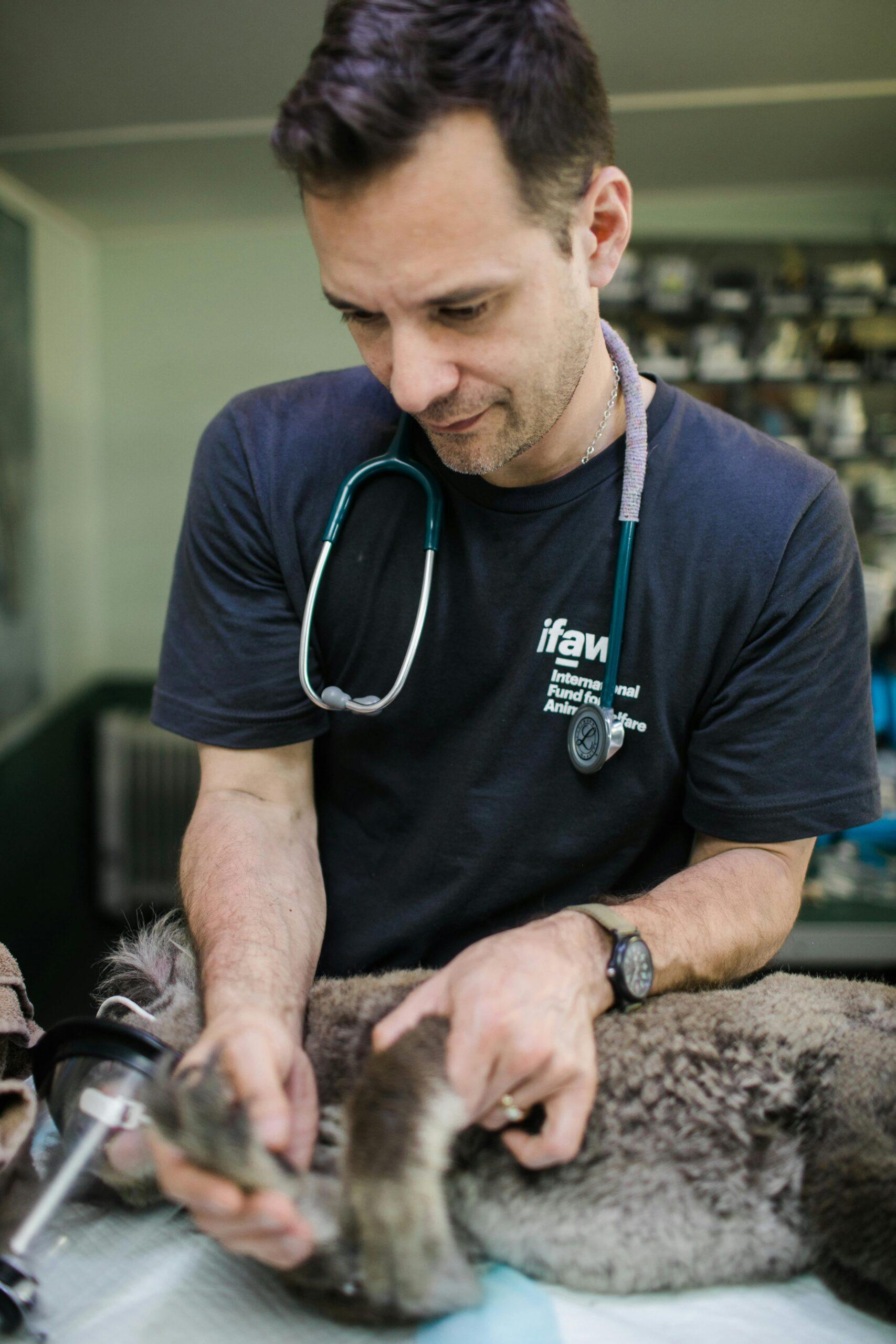 A compassionate veterinarian treats a koala at a clinic in Australia, showcasing animal welfare efforts.