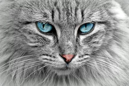 Stunning close-up of a grey cat with mesmerizing blue eyes, highlighting its fur and whiskers.