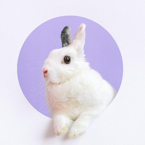 white rabbit, rabbit, cute, easter, pet, fluffy, white rabbit, white rabbit, white rabbit, white rabbit, white rabbit, rabbit, rabbit, rabbit
